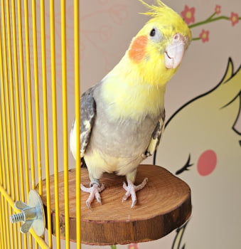 PLATAFORMA RÚSTICA MARIA CALOPSITA