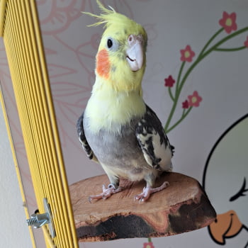 PLATAFORMA RÚSTICA ESPECIAL MARIA CALOPSITA