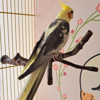 POLEIRO NATURAL ESPECIAL MARIA CALOPSITA